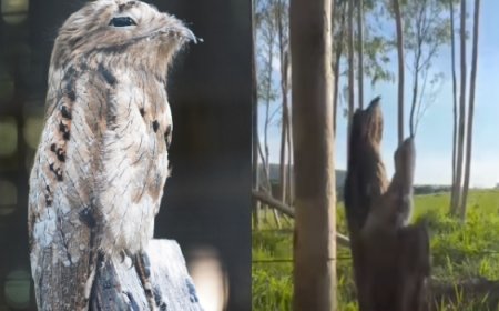 Chacareira registra urutau com filhote quase "invisíveis" em tronco de cerca, em Itaberaí