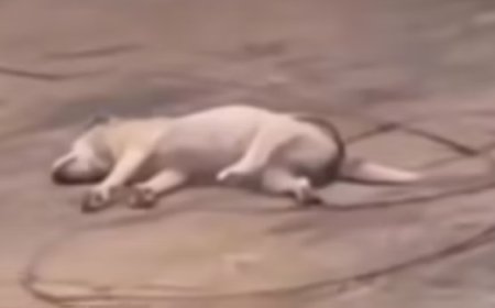 Cachorro morre eletrocutado após encostar em fio de alta tensão rompido em Itapaci