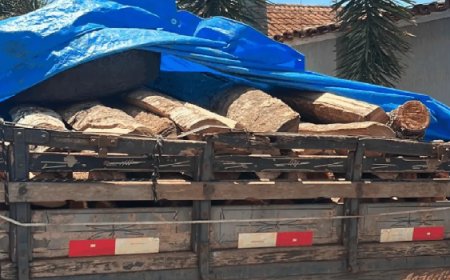 Homem é preso com caminhão de madeira ilegal em Jaraguá