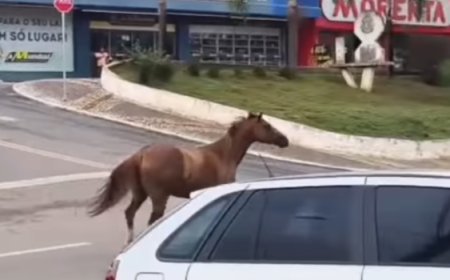 Cavalo solto na região central de Ceres disputa espaço entre carros