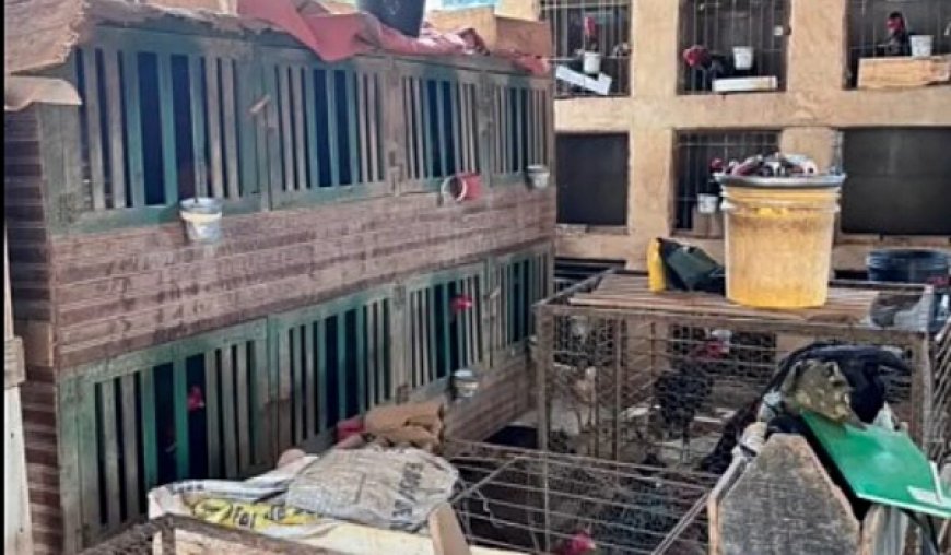 Homem é preso em Itaberaí por manter criatório ilegal de galos de briga