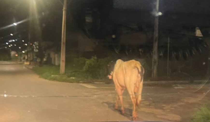 Boi solto na Avenida Bernardo Sayão em Ceres, mobiliza equipe da Patrulha Rural