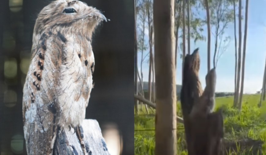 Chacareira registra urutau com filhote quase "invisíveis" em tronco de cerca, em Itaberaí