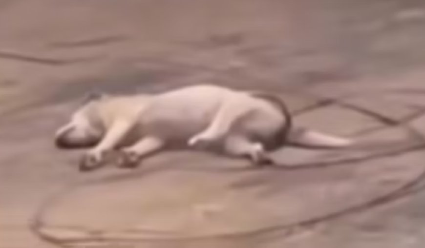 Cachorro morre eletrocutado após encostar em fio de alta tensão rompido em Itapaci