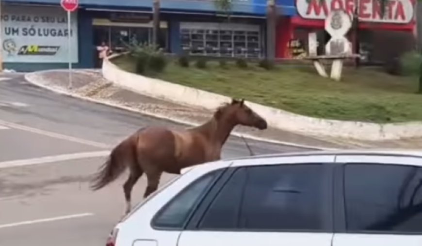 Cavalo solto na região central de Ceres disputa espaço entre carros