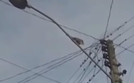Gambá sobe em poste de energia no Setor Sara Ribeiro em Ceres, e mobiliza Corpo de Bombeiros