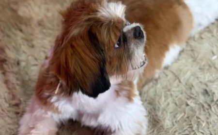Cachorro desaparecido é encontrado em outra casa e disputa termina na delegacia em Rio Verde