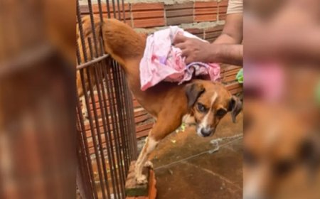 Bombeiros resgatam cachorro preso em grades de portão em Jataí