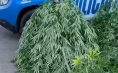 Cultivo de maconha leva à prisão de homem em Aparecida de Goiânia
