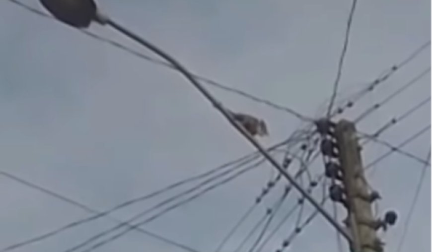 Gambá sobe em poste de energia no Setor Sara Ribeiro em Ceres, e mobiliza Corpo de Bombeiros