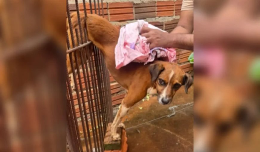 Bombeiros resgatam cachorro preso em grades de portão em Jataí