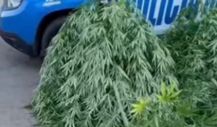 Cultivo de maconha leva à prisão de homem em Aparecida de Goiânia