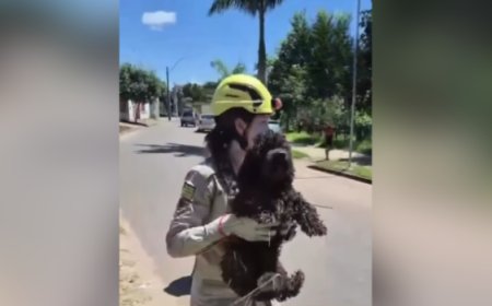 Cachorro é resgatado de fossa aberta em Itapaci