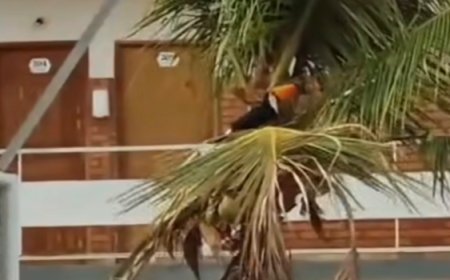 Corretor de imóveis registra tucano devorando filhotes em ninho em Ceres