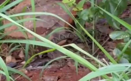 Bombeiros capturam serpente encontrada dentro de estabelecimento comercial em Ceres