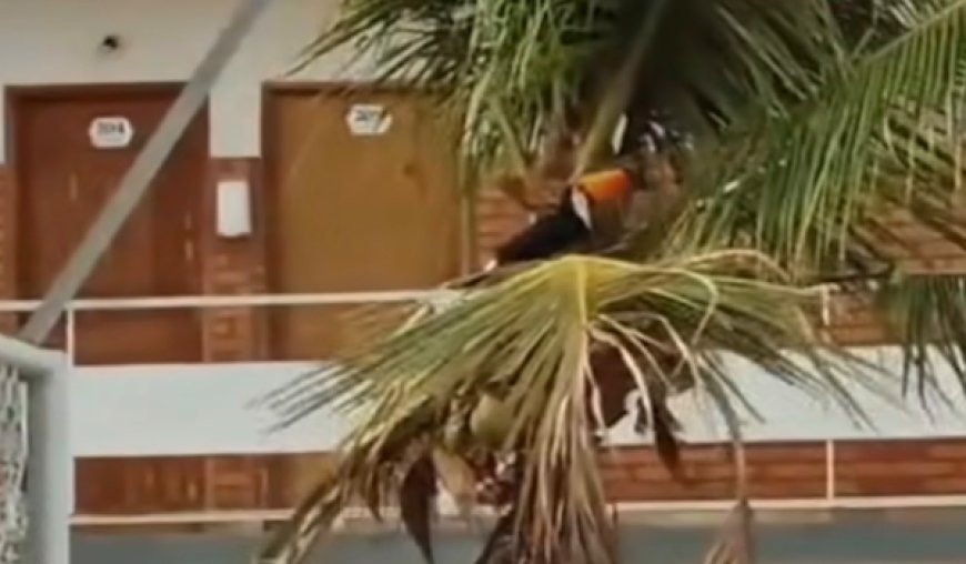 Corretor de imóveis registra tucano devorando filhotes em ninho em Ceres