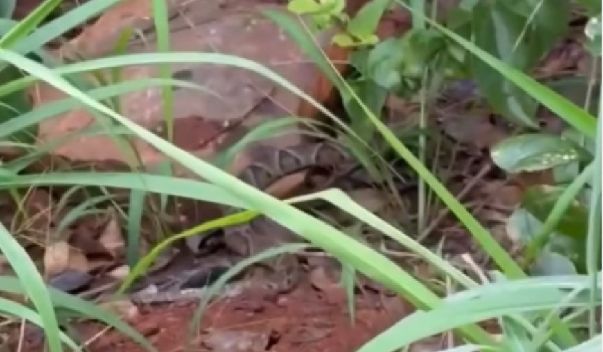 Bombeiros capturam serpente encontrada dentro de estabelecimento comercial em Ceres