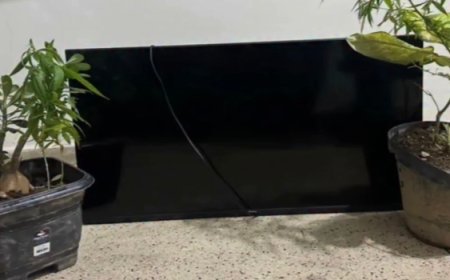 PM recupera televisão furtada e encontra pés de maconha durante ocorrência em Jaraguá