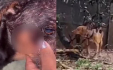 Cachorro é espancado e animais ficam sob sol e chuva em Jaraguá