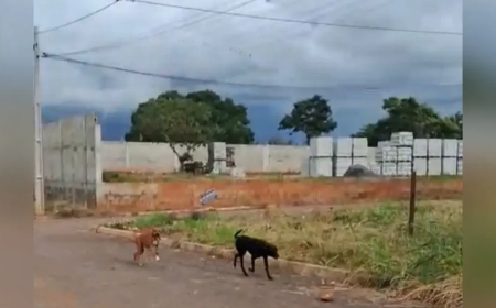 Menina de 5 anos fica ferida em ataque de cães em Jaraguá; vizinho é investigado