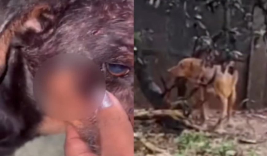 Cachorro é espancado e animais ficam sob sol e chuva em Jaraguá