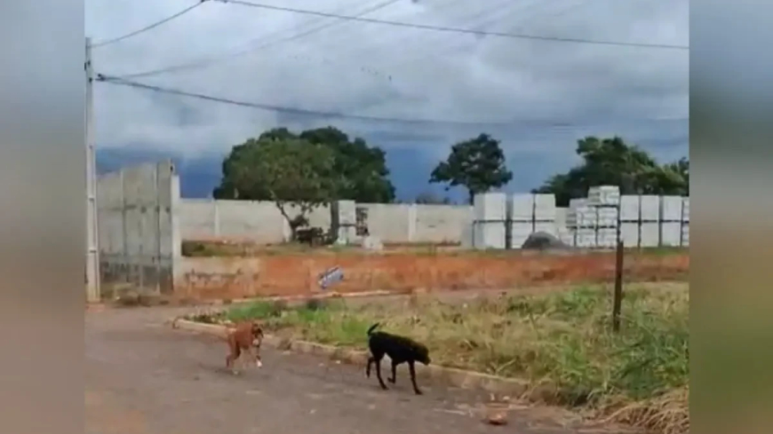 Menina de 5 anos fica ferida em ataque de cães em Jaraguá; vizinho é investigado