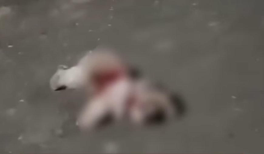 Pitbull invade residência em mata cachorro em Jaraguá; moradora cobra providências