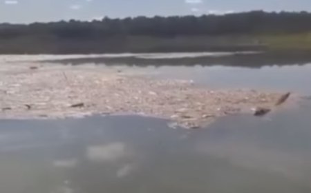 Semad investiga morte de peixes no Lago Serra da Mesa