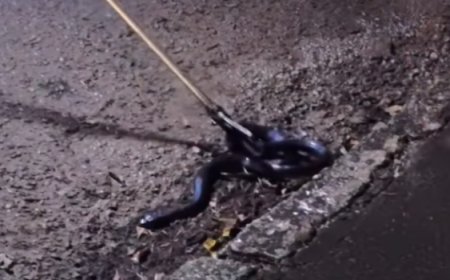 Cobra caninana é resgatada pelo Corpo de Bombeiros em Ceres