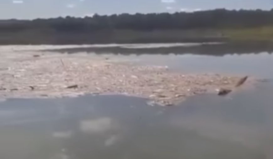 Semad investiga morte de peixes no Lago Serra da Mesa