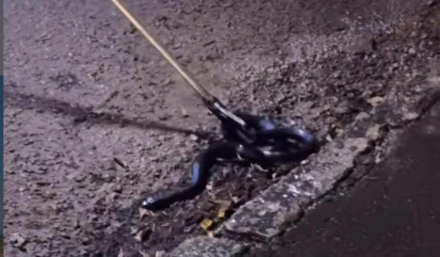 Cobra caninana é resgatada pelo Corpo de Bombeiros em Ceres