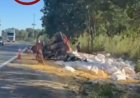 Caminhão carregado com milho capota na BR-153, entre Rianápolis e Jaraguá