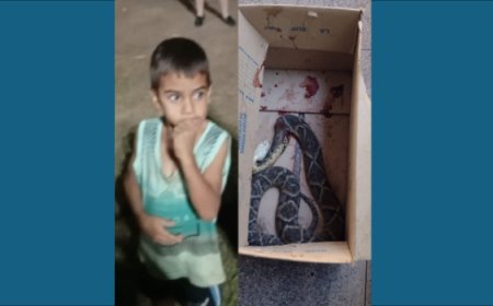 Criança de 5 anos é picada por jaracuçu na zona rural de Santa Isabel, estado de saúde é delicado