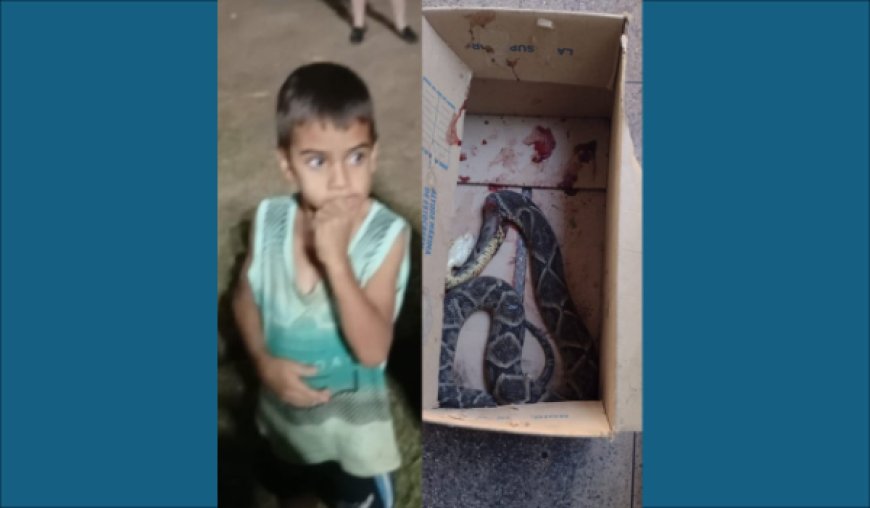 Criança de 5 anos é picada por jaracuçu na zona rural de Santa Isabel, estado de saúde é delicado