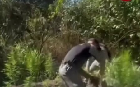 Plantação de maconha é descoberta e destruída pela PM na zona rural de Mara Rosa, norte de Goiás