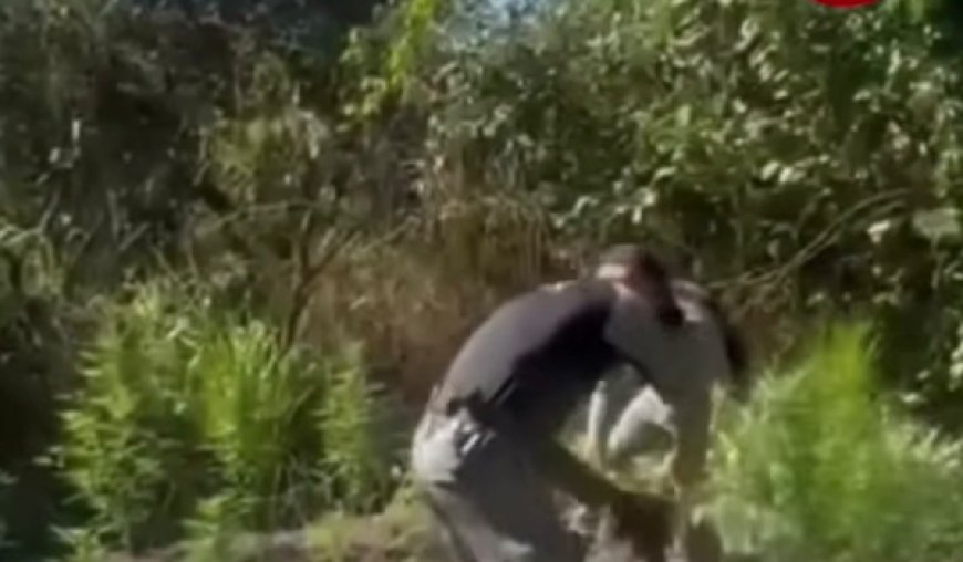 Plantação de maconha é descoberta e destruída pela PM na zona rural de Mara Rosa, norte de Goiás